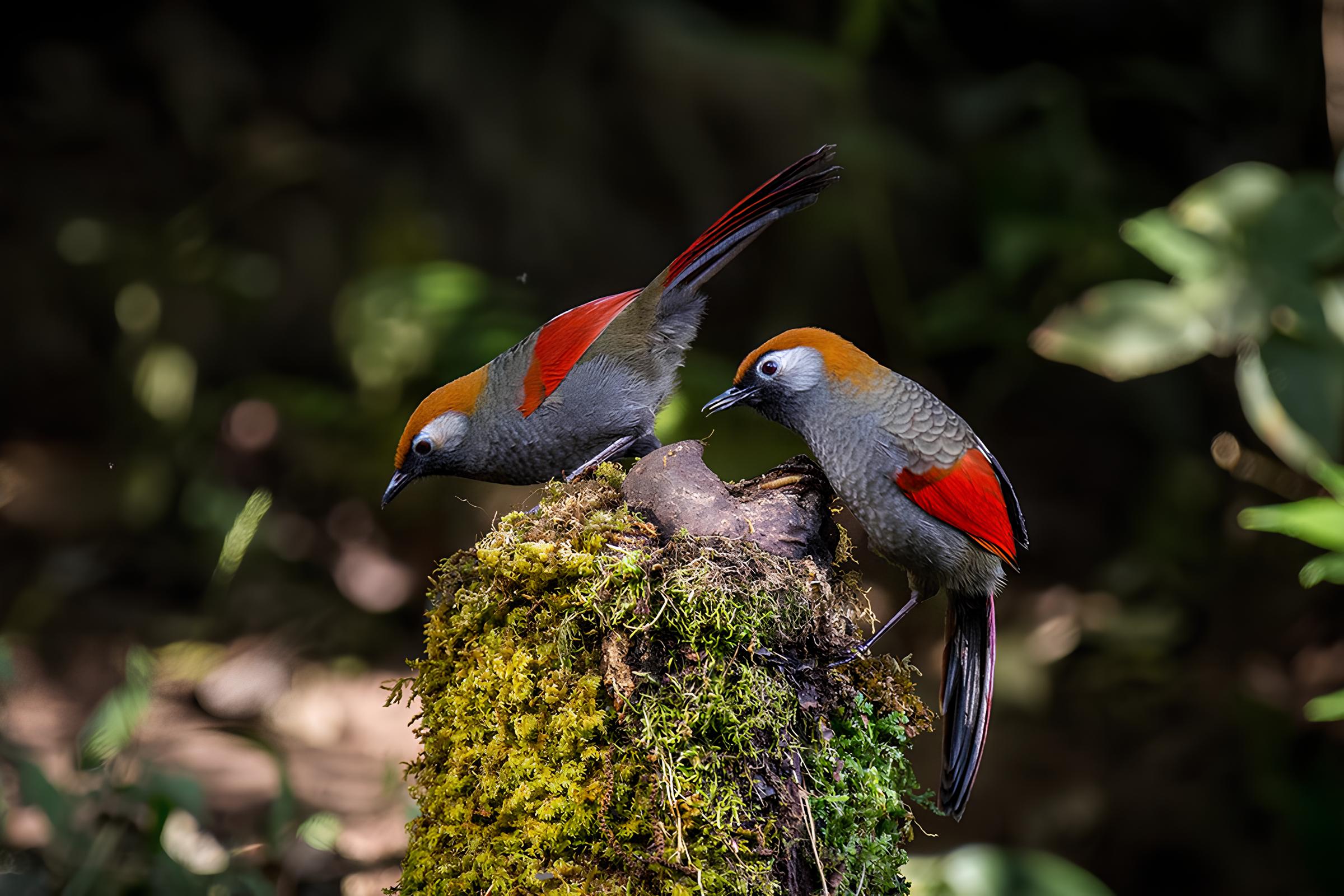 Biodiversity